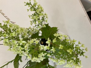 IMG_3480